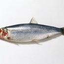 청어람로 이미지