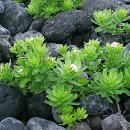 파도향기 이미지