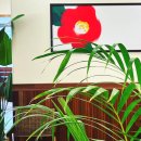 동백커피 이미지