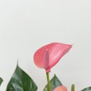 플라워샵소망꽃 이미지