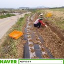 야콘부부농장 이미지