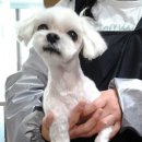 펫토피아 동물병원 이미지