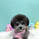 스타애견미용 티스토리