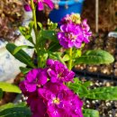 비단향꽃무 이미지