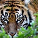 곶감호랑이 이미지