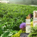 약초와 건강 이미지