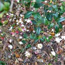 공곶이해변 이미지