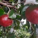 나올레3 이미지