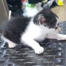 내화축산 이미지