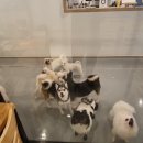 으르렁애견카페 이미지