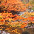 반포3동주민센터 | 한밤의 사진편지 제3022호('한사모' 2024 가을 단풍여행 안내/ '24/10/10/목)