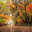 함양 산삼축제 상림공원 가을꽃 여행 가볼만한곳 이미지