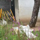 동일농원 | 대구 예쁜 카페 &#39;미래농원(mrnw)&#39; 도심 속 정원 감성 가득 분위기는 예쁜데 아쉬웠던 솔직후기