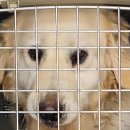 효성동물병원 이미지