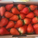 영천농장 이미지