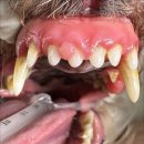 남양주동물병원 이미지