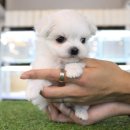 써클켄넬 이미지