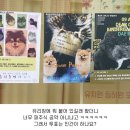 동네강아지 이미지