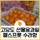 헬스프룻 | 선물용 과일 고당도 수라향이 제철! (ft. 헬스프룻)