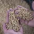 대두농장 이미지