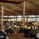 크로바목장 이미지