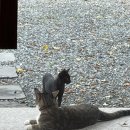 녹천 목장 이미지