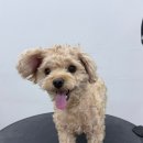 멍발머리 이미지