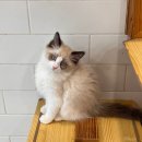 고양이 별 | 마곡 발산역 고양이카페 추천 고양이별캣카페 이색카페