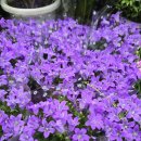 한라유통 케이마트 | 한국화훼농협 케이플라워 일산화훼단지 4월 초 방문후기