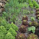 금악가반 이미지