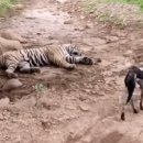 하룻 강아지 이미지