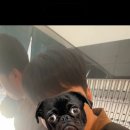 유창상우