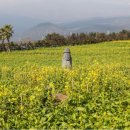 제주코롱코롱 이미지