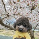 하울 애견 유치원 | [강아지행동교정] 하울애견유치원 강서구애견훈련