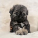 해시도그 이미지