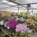 킨텍스 꽃집 보람플라워, 싱그러운 식물 가득한 감성 꽃집 후기
