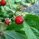 고향내음 이미지