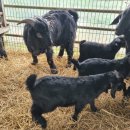 아벨농장 이미지