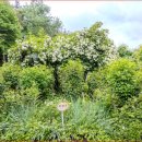 6월 장미와 수국이 피어나는 환상의 정원" 주말여행 준비중이라면 이곳을 추천 이미지