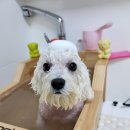 뚱이애견 이미지