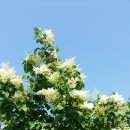 솔향이 진한 이미지