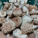 유기농인증 GAP우수농산물관리인증 원목표고버섯 생표고버섯 이미지