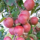 스마일농장 이미지