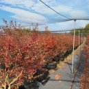 일구농장3 이미지