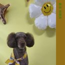 하이 멍뭉아 이미지