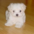 예쁜강아지 이미지