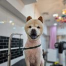 메리몰펫샵(사직점) 이미지