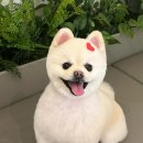 몽실 애견미용 이미지