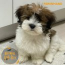 1933 | 포인핸드 입양후기[❤️입양후기❤️] 1933. 보비