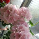 행복을주는꽃 이미지